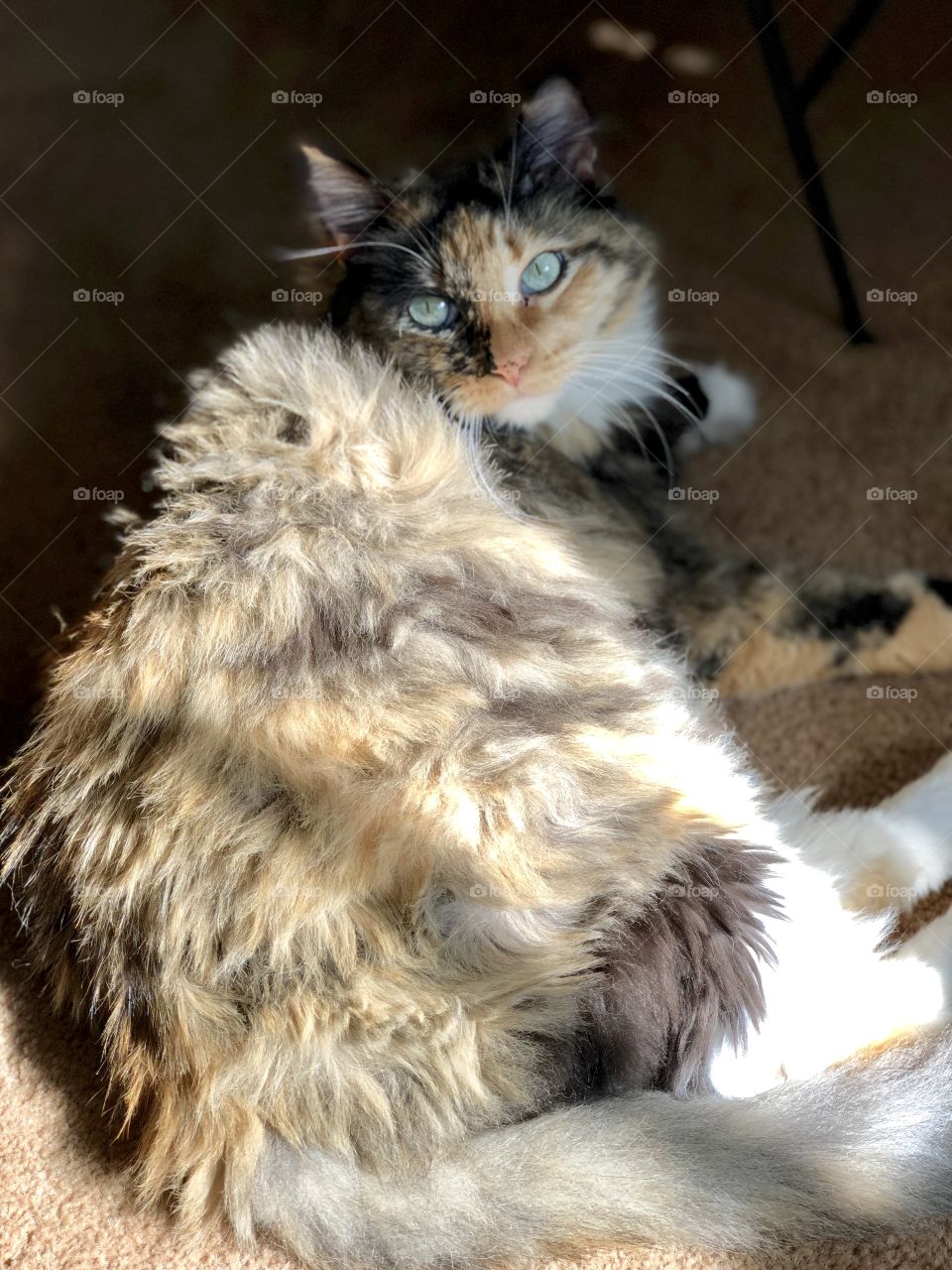 She’s purrfect! ❤️