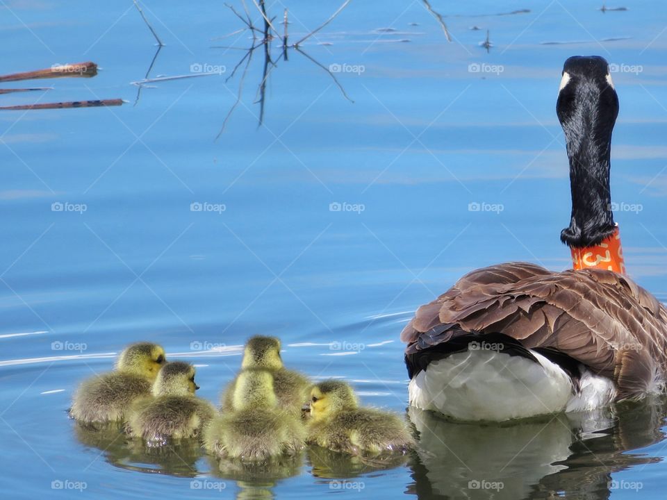 Bernache et sa famille Spring at last in Boucherville 