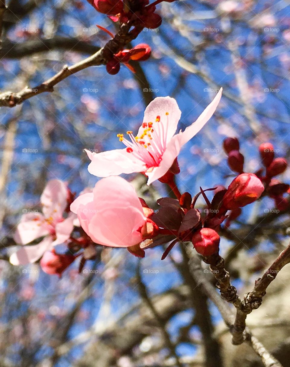Spring blossoms