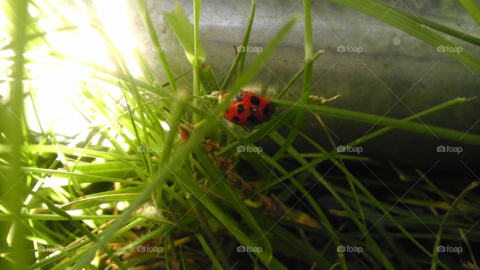 ladybug love ♡