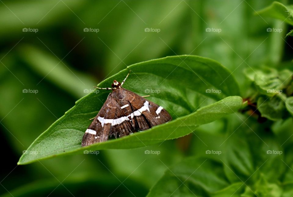 brown butterfly sitting on basil leaf