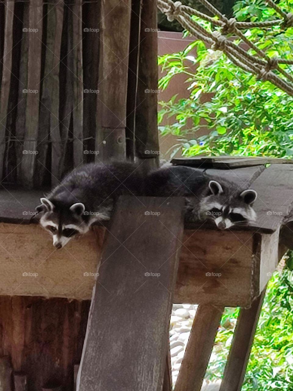 animaux , zoo , calme , groupe , noir et blanc , masqué