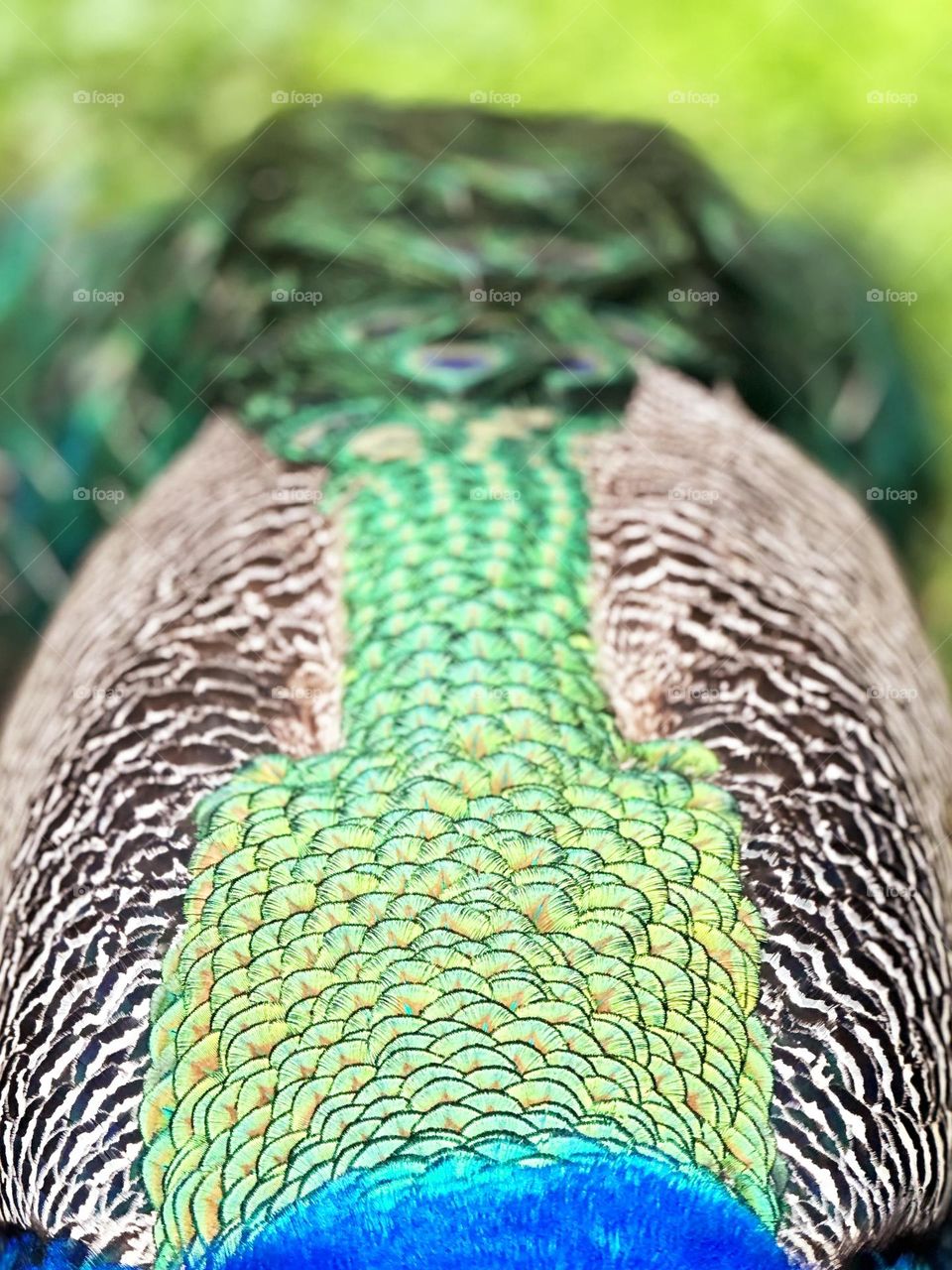 Bright colorful bird