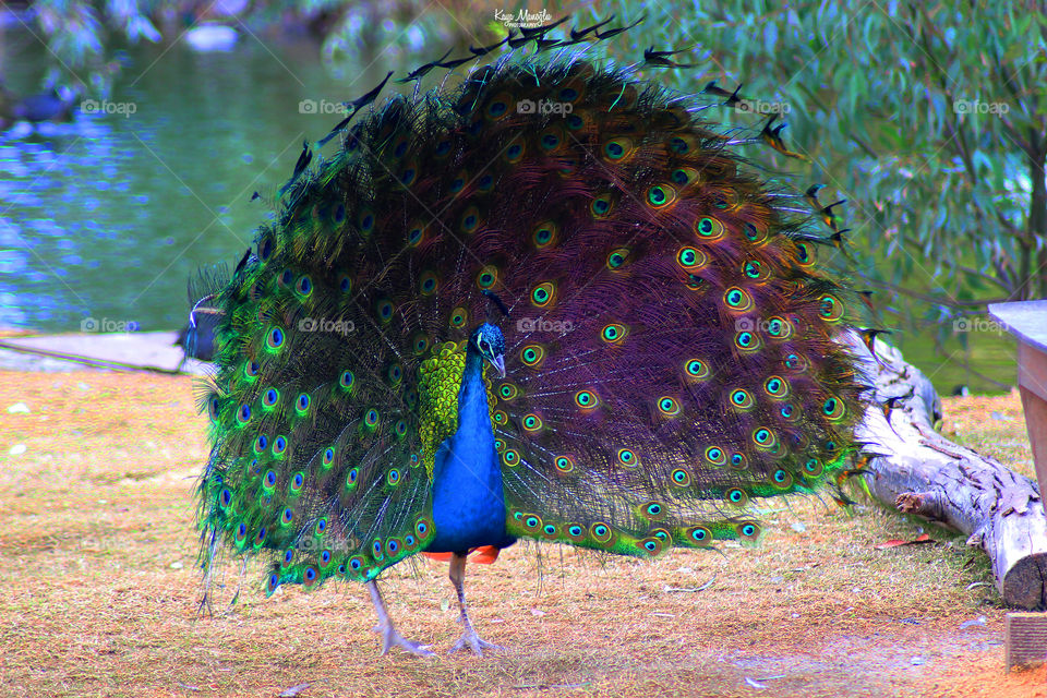 The Peacock