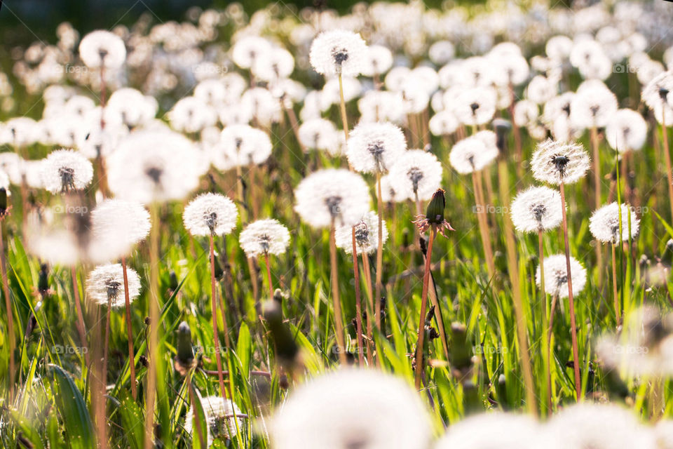 Field of dandelions 