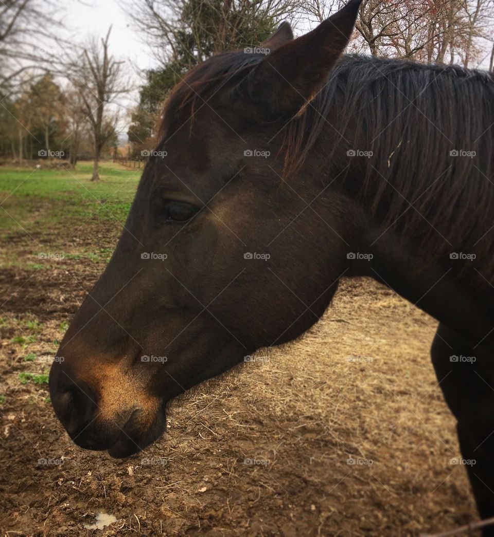 Ali, a thoroughbred mare, retired at a young age. She began growing too fast and her tendons were damaged. She’s now living out the rest of her life on a retired horse farm where she’ll spend the rest of her life. 