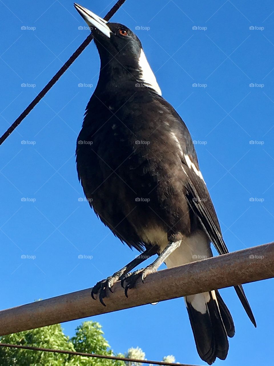 Black and white coloured magpie perched on a metal
Pole warbling, perched high against a vivid blue sky