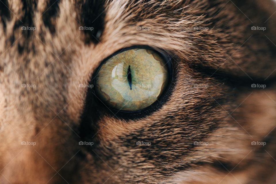 Cats eye. Closeup. Macro photo