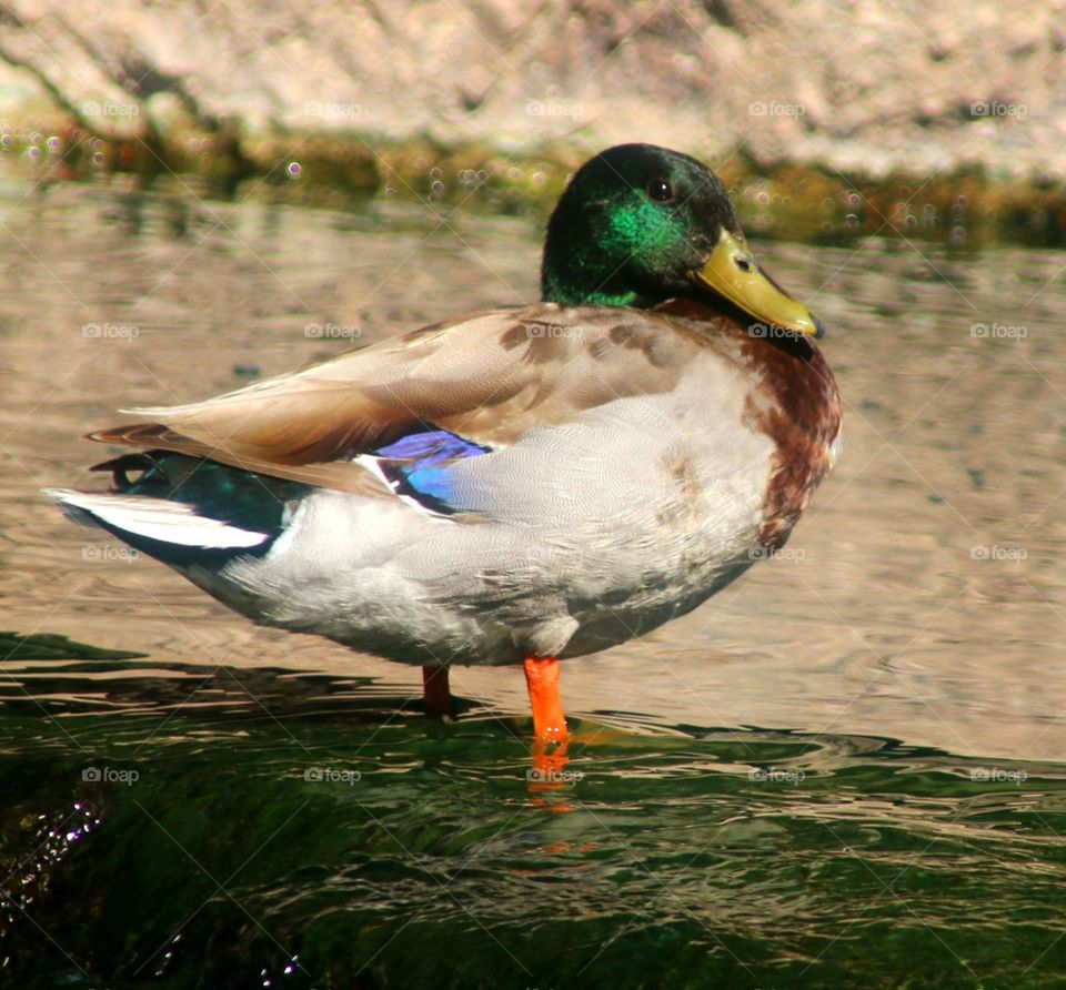Mallard Duck at the Waterfall