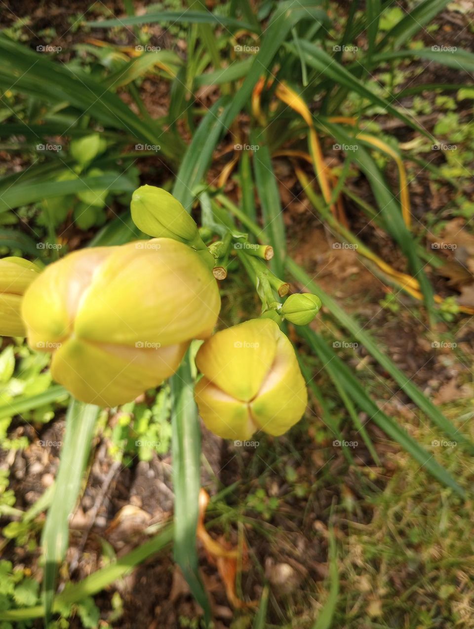 Yellow Buds