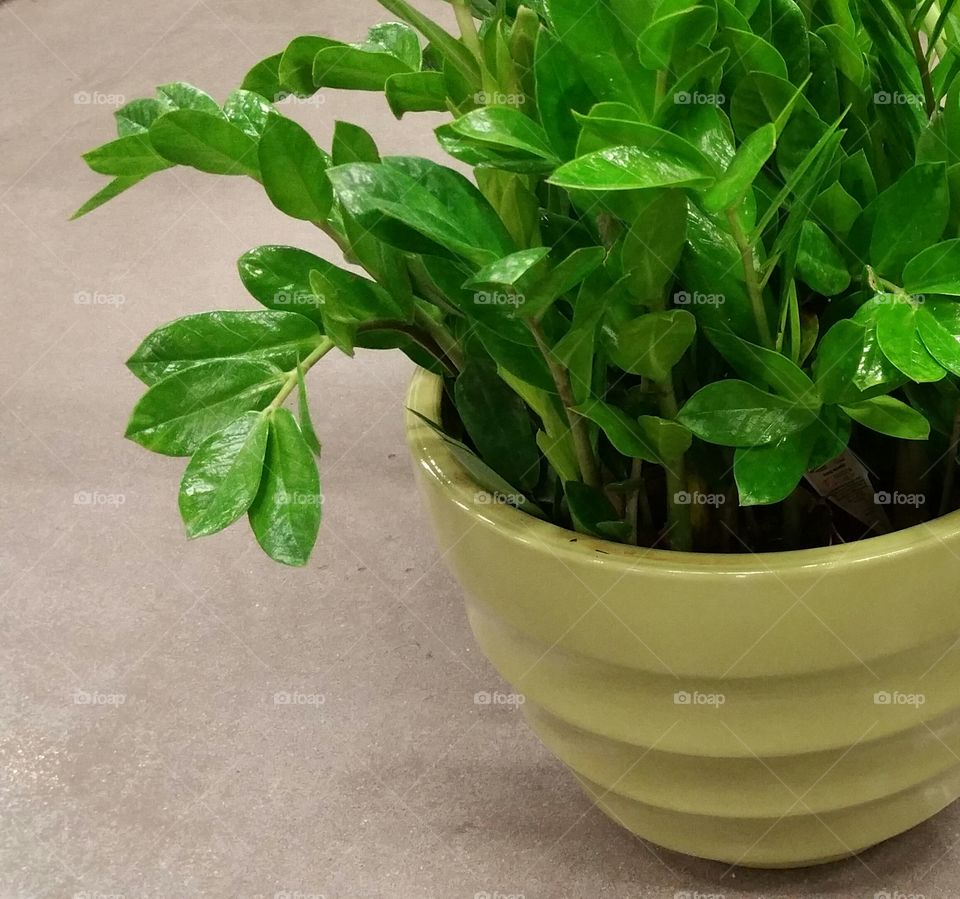 Green plant in a green pot