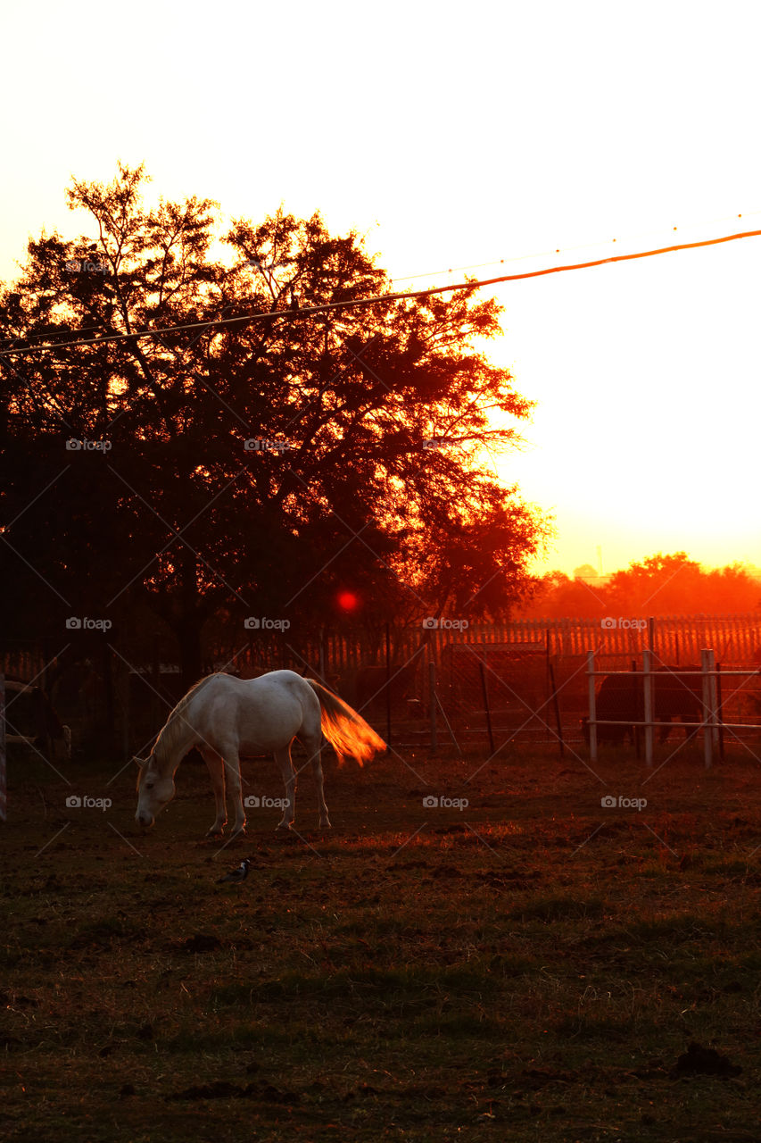 Horse grazing before the golden sunset