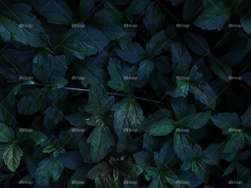 Leaves in the night 🌙.