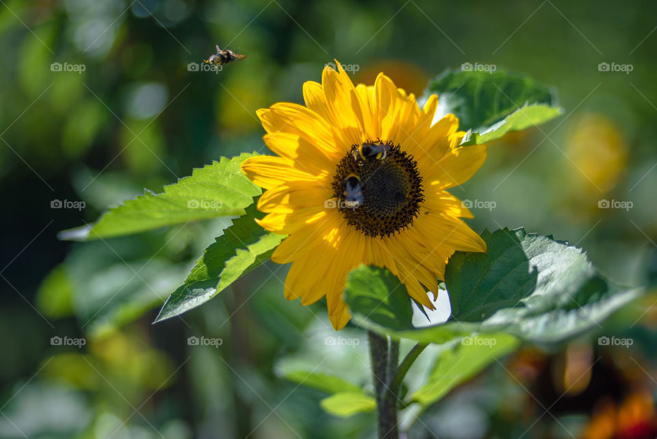 sunflowers smile bees and bumblebees