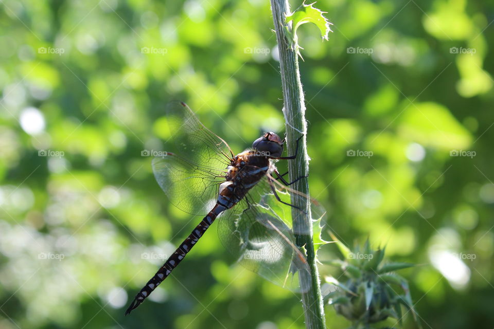 dragonfly