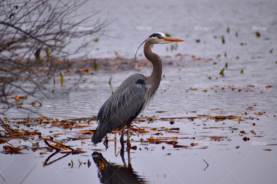 A blue heron hunts on the marshland 