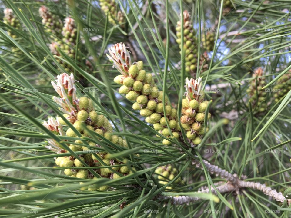 Pines flowers
