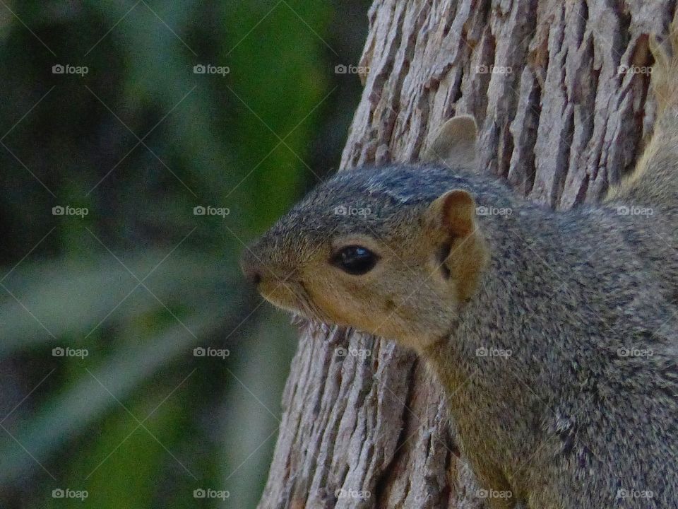 Squirrel on tree re-do