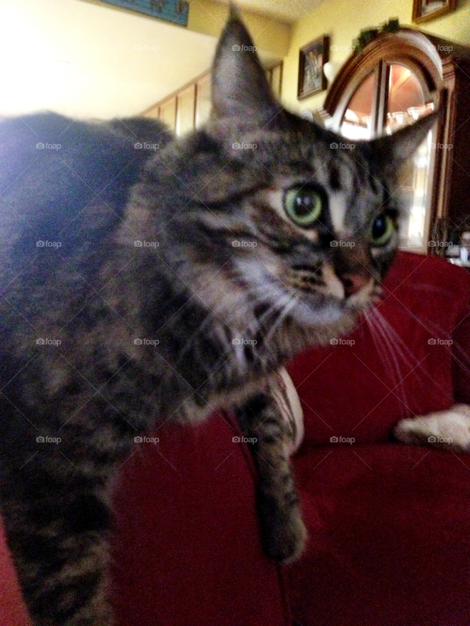 red cat pet home by emmanuelgr