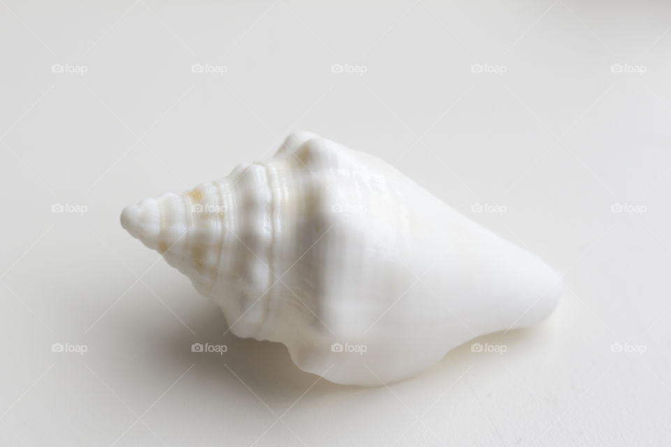White conch shell on white background