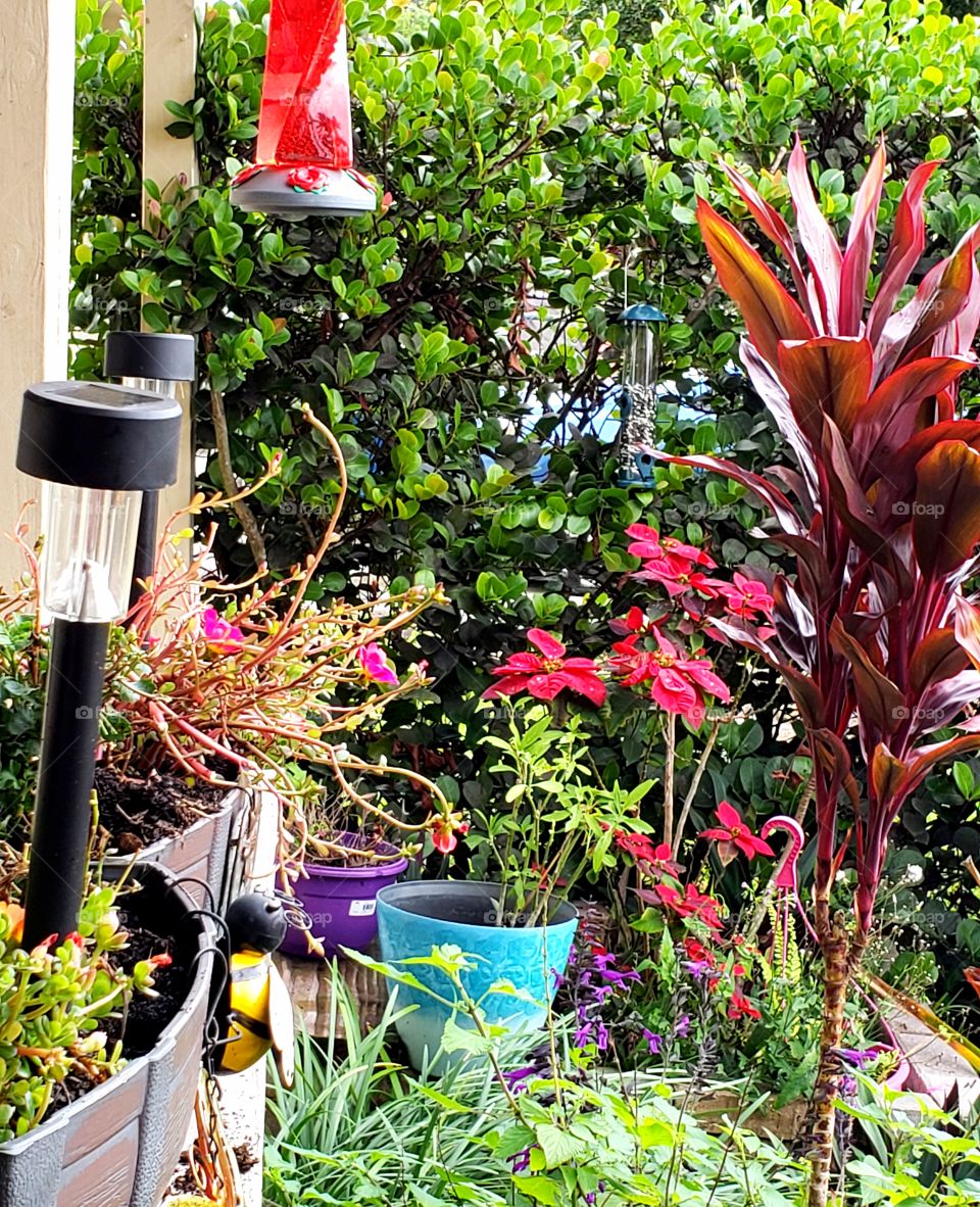 Sunday funday gardening on a cool afternoon Florida plants hummingbird house growing food
