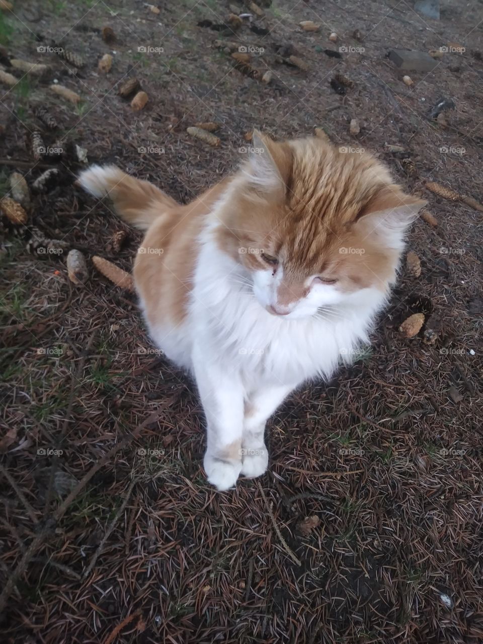 An orange and white cat named Natsu enjoying the day 😻