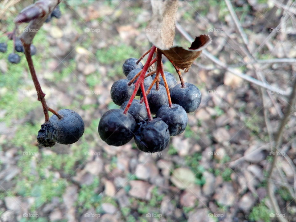 winter, aronia, closeup