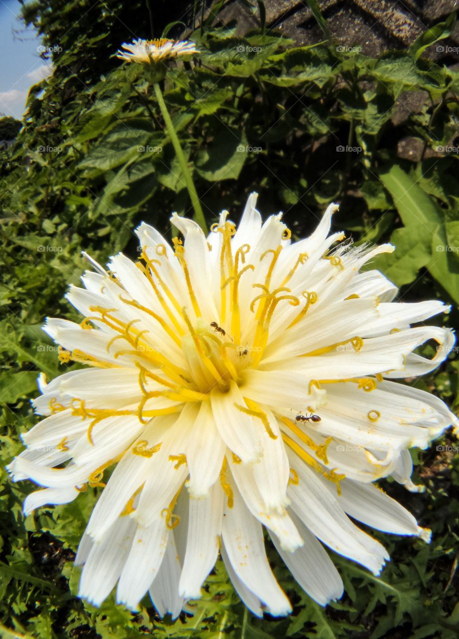 White dandelion And ants