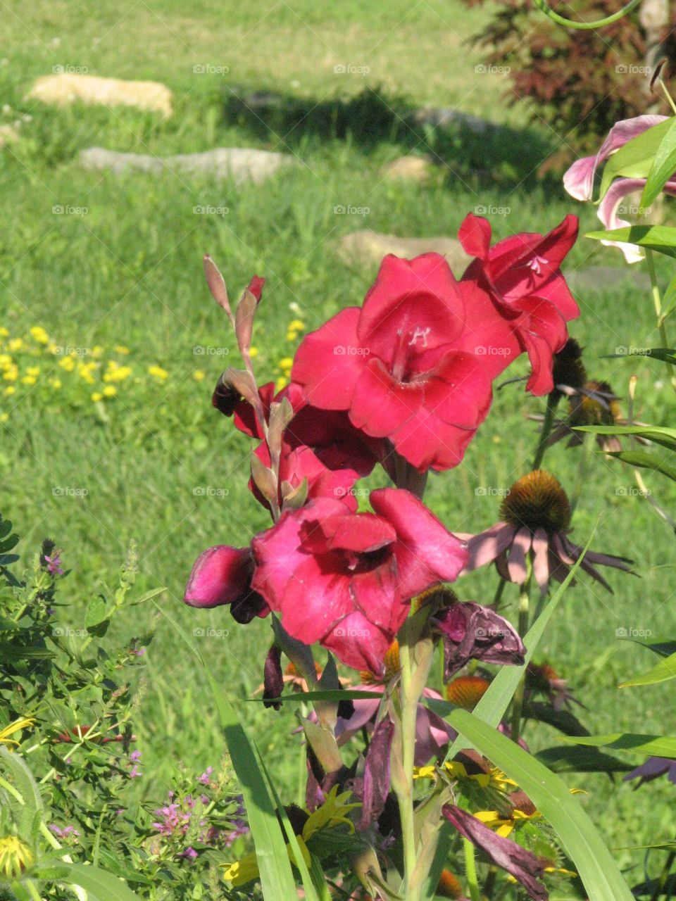 Beautiful backyard flowers 