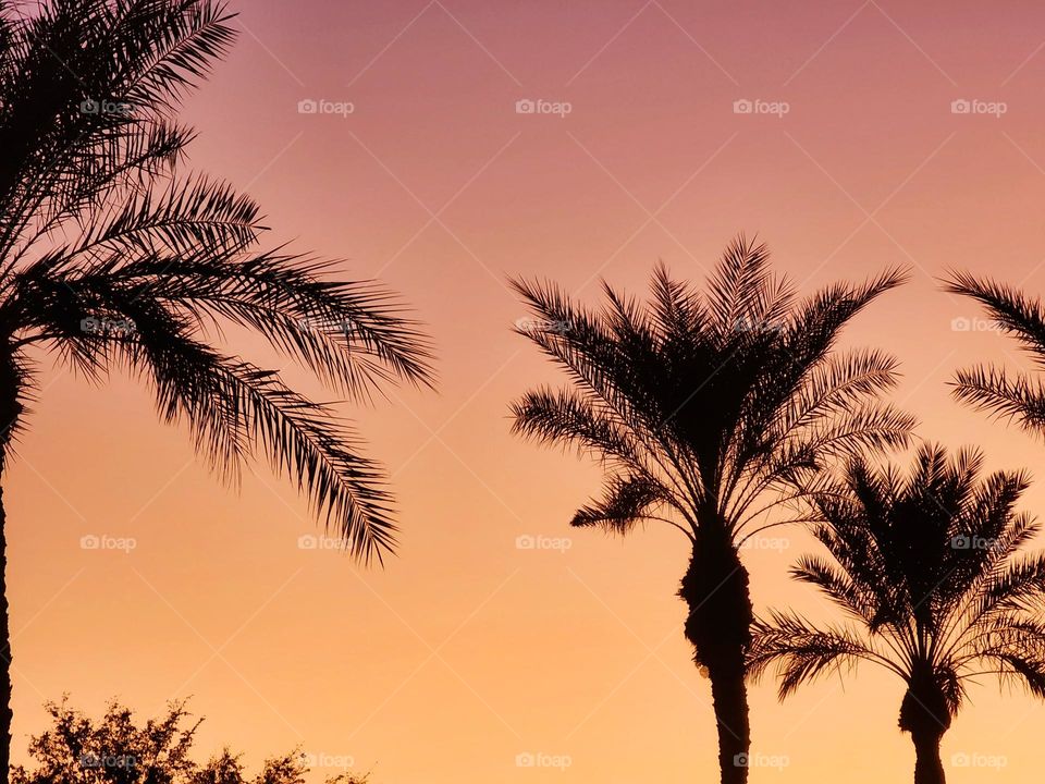 A colorful sunset backlights a row of Palm Trees on a beautiful fall evening