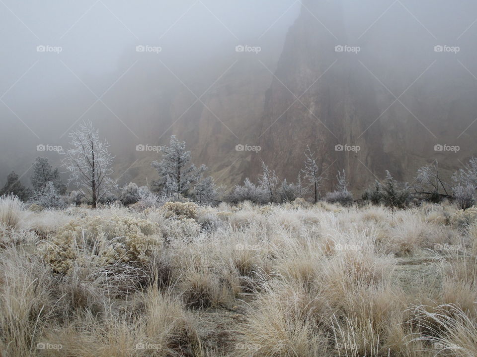 A fresh coat of frost on trees and wild grasses with Smith Rock slightly visible through morning fog on a Central Oregon morning. 