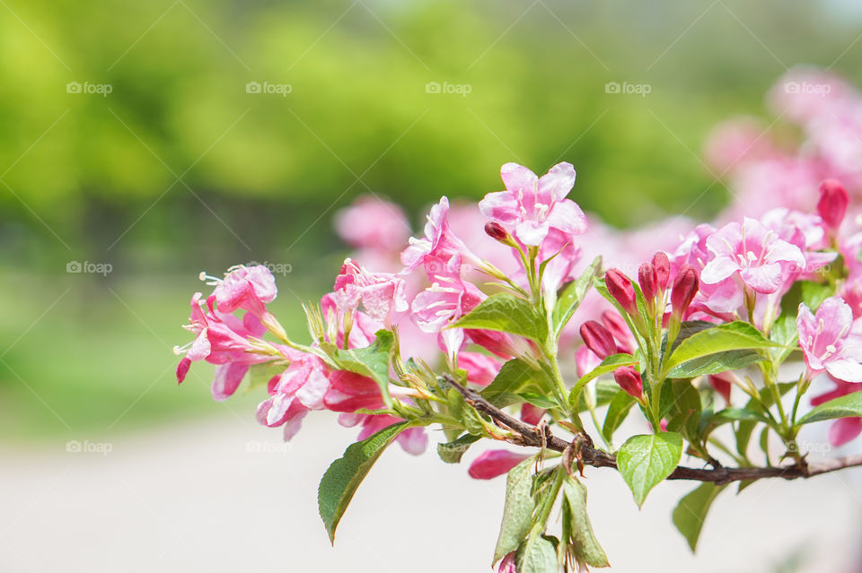 soft pink blossom