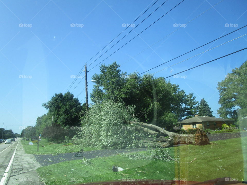 Fallen tree, aftermath of bad storms.