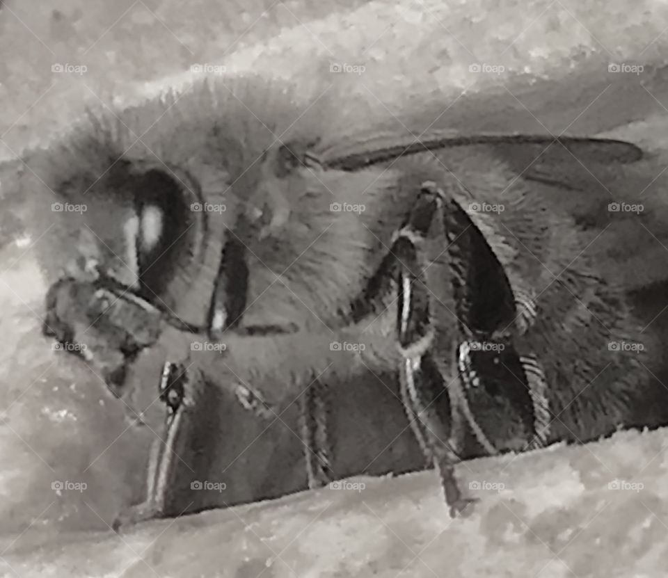 Bee, bees, honeybee, honeybees, winter, warm, warming, warmer, weather, wing, wings, eye, eyes, antenna, antennae, thorax, abdomen, stripes, fuzz, fuzzy, fur, furry, head, small, insect, flying, standing, exiting, hive, colony, wood, wooden, white, brown, black, gold, golden, cleaning, primping,