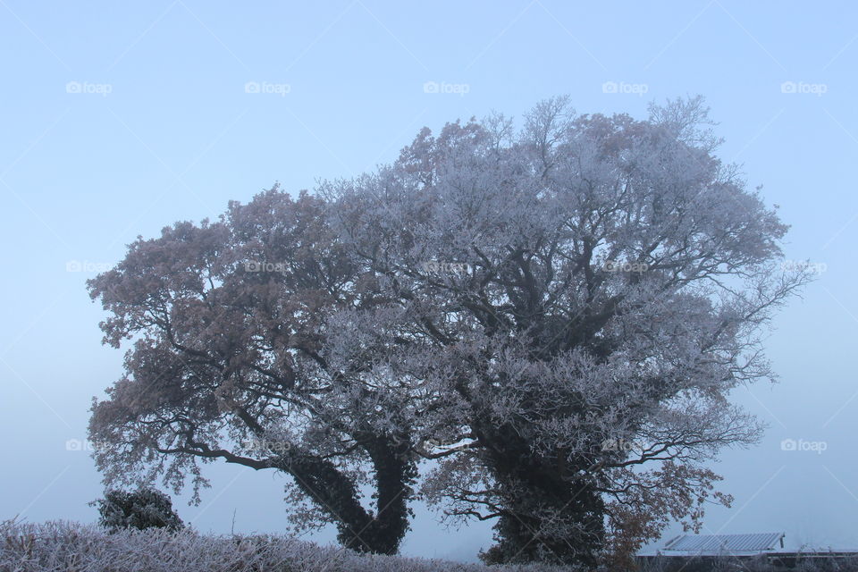 Frost on autumn tree