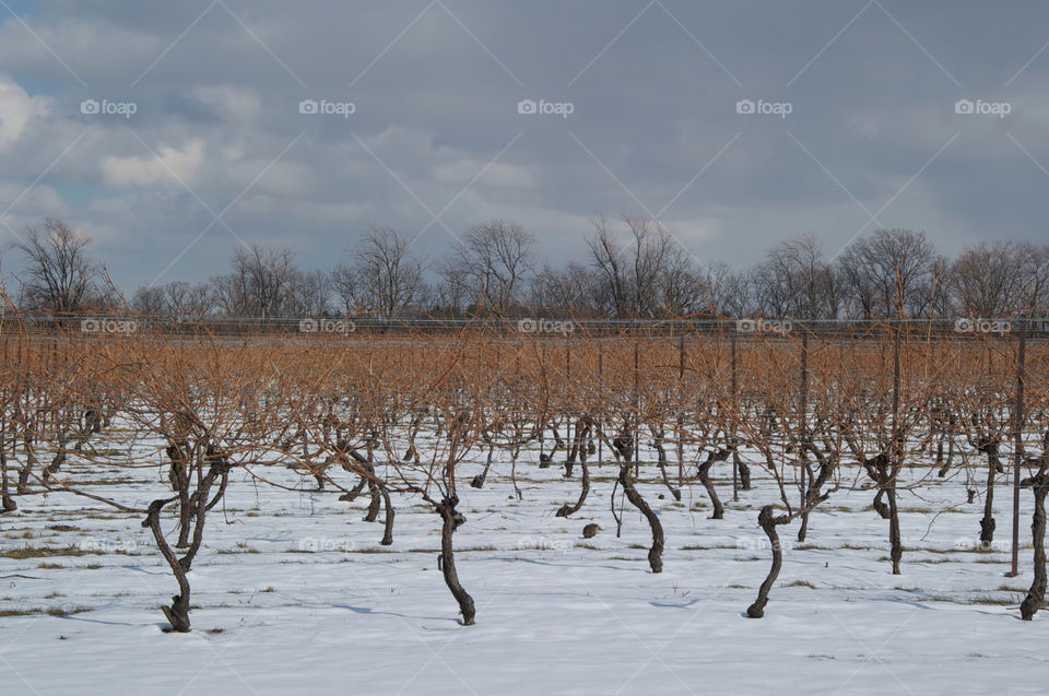 vineyard nature trees canada by miguelbriones