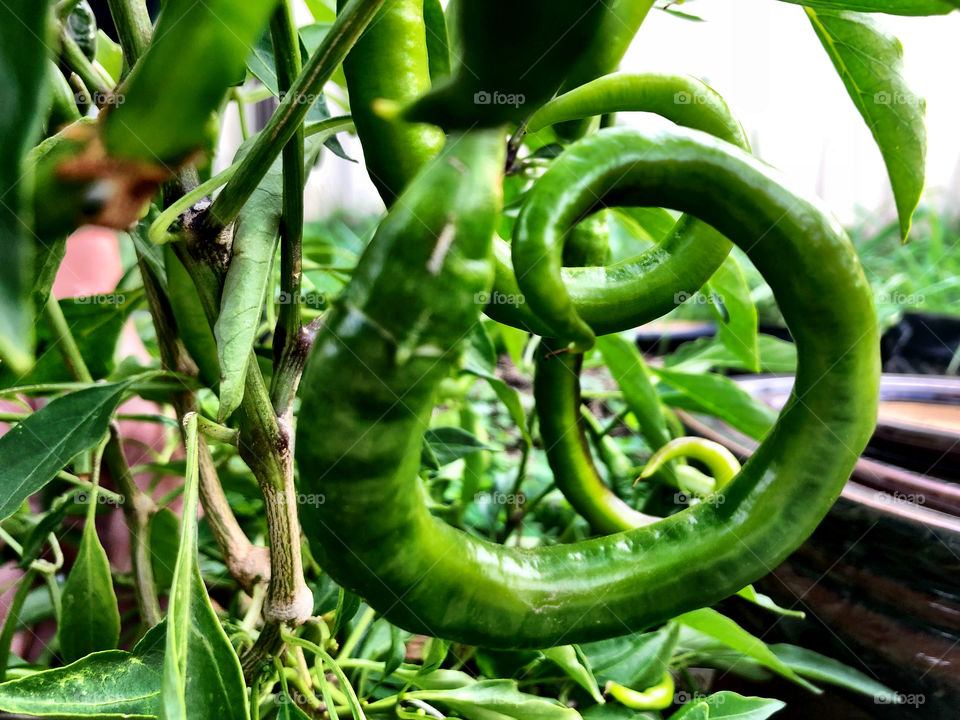Curly chilies