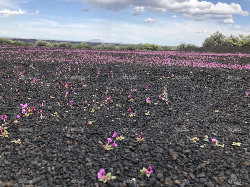 Wild Life. Life seems to be in the least of imaginable places. This dry rocky land has flowers popping out the ground covering the black soil with its pink petals. 