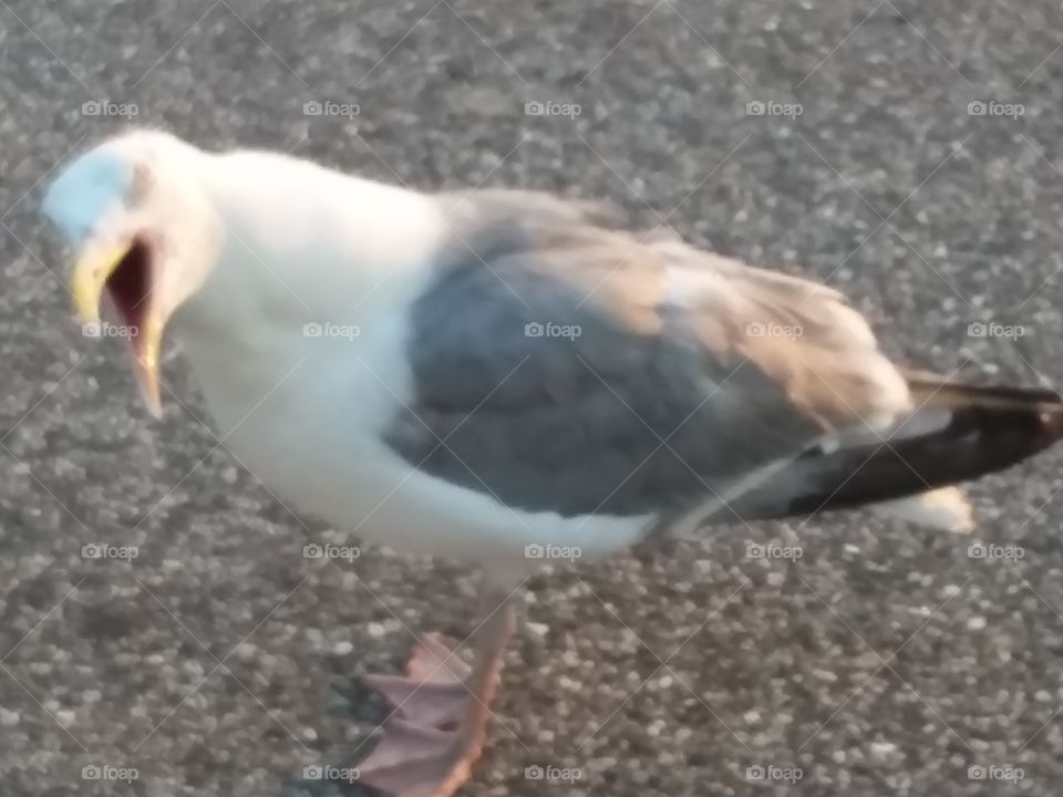 seagull