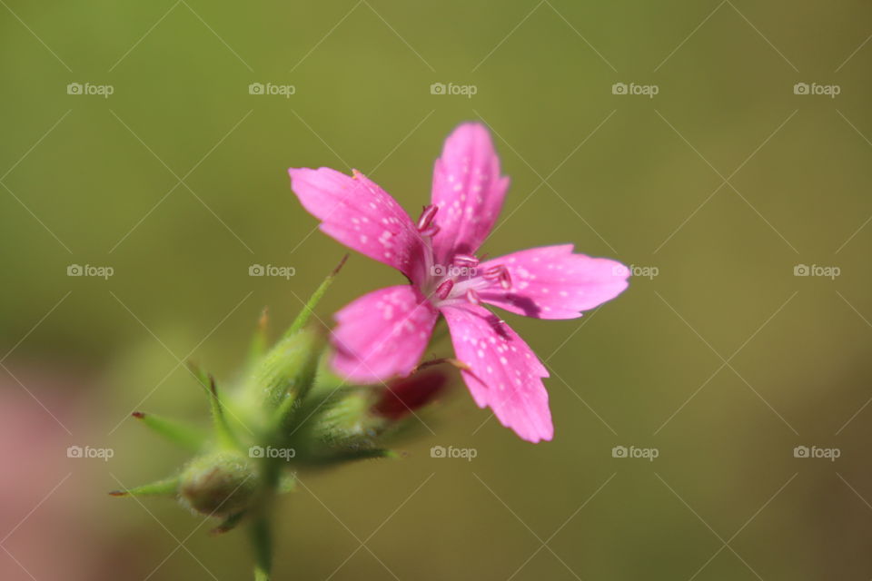 Tiny pink flower