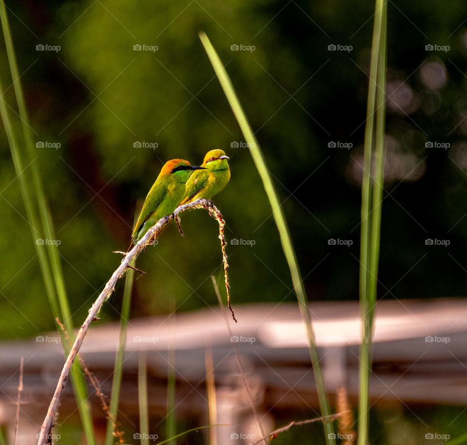 Serene Companionship: A Pair of Green Bee-eaters