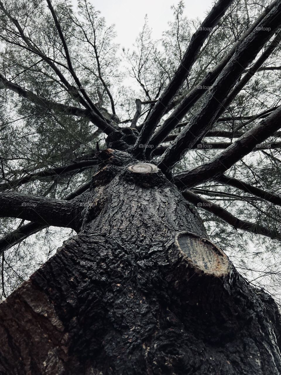 A large trimmed pine tree stretches its branches on a cloudy day.
