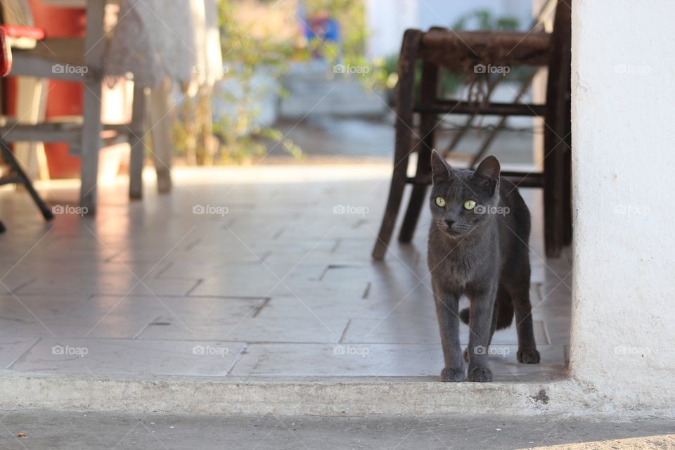 Island cat