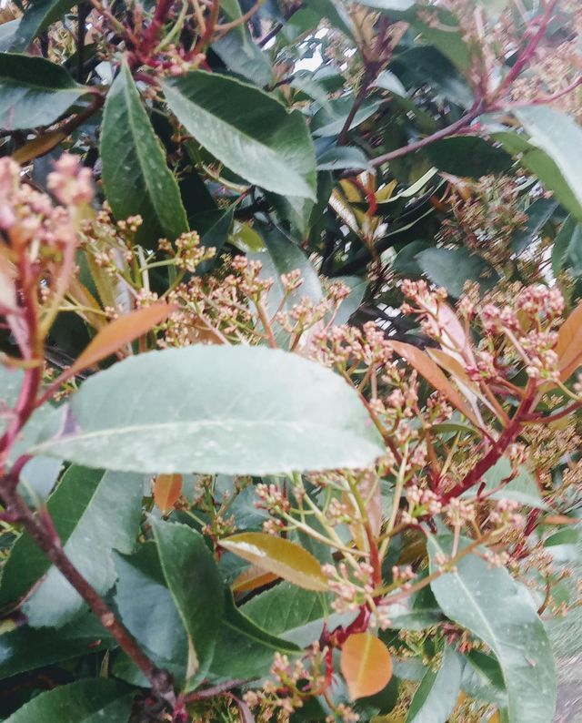 bush