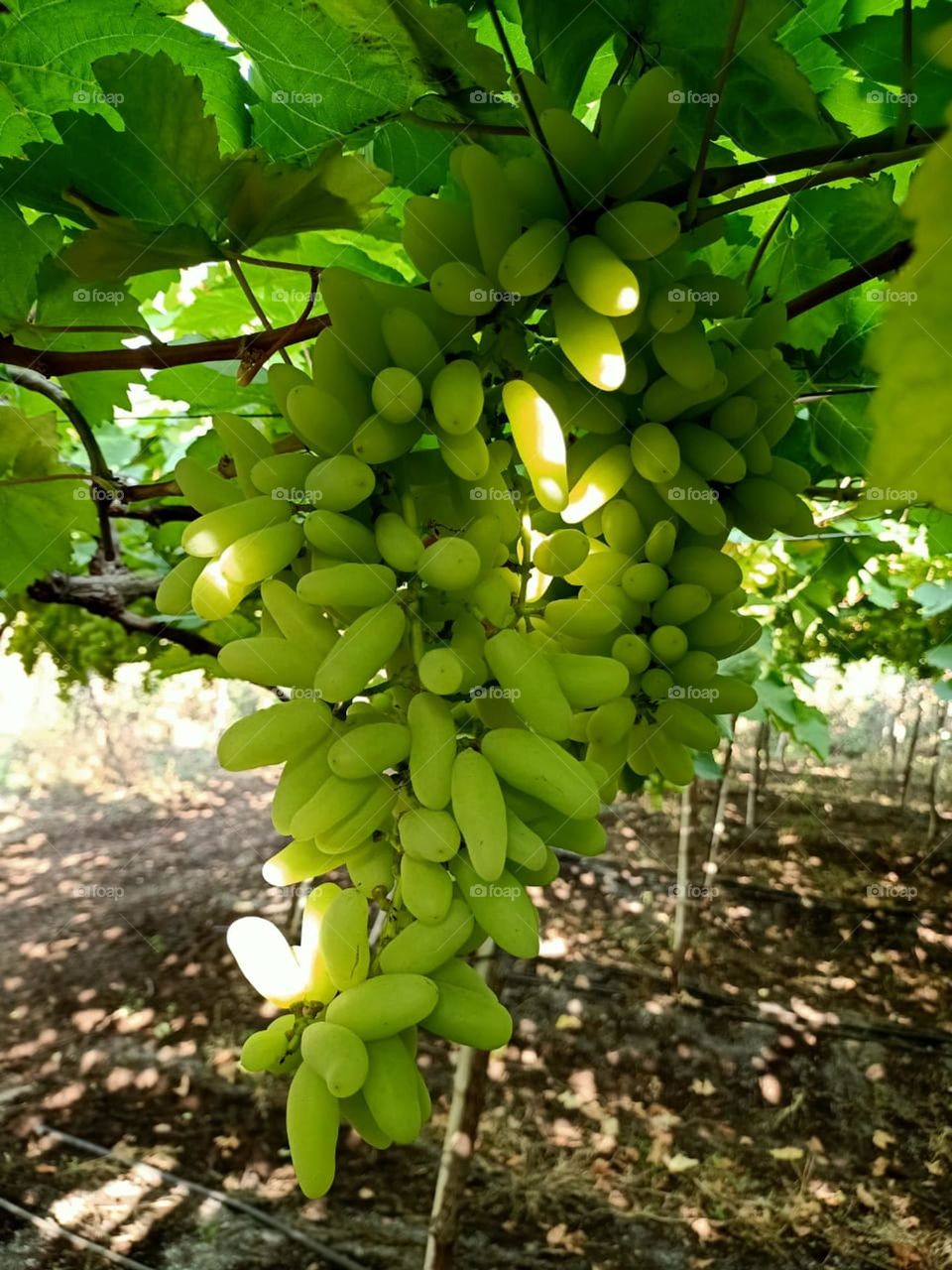 Nashik grape is a variety of grape produced in Nashik district, which is known as the "grape capital of India". Nashik contributes to more than half of the total grape export from the country.