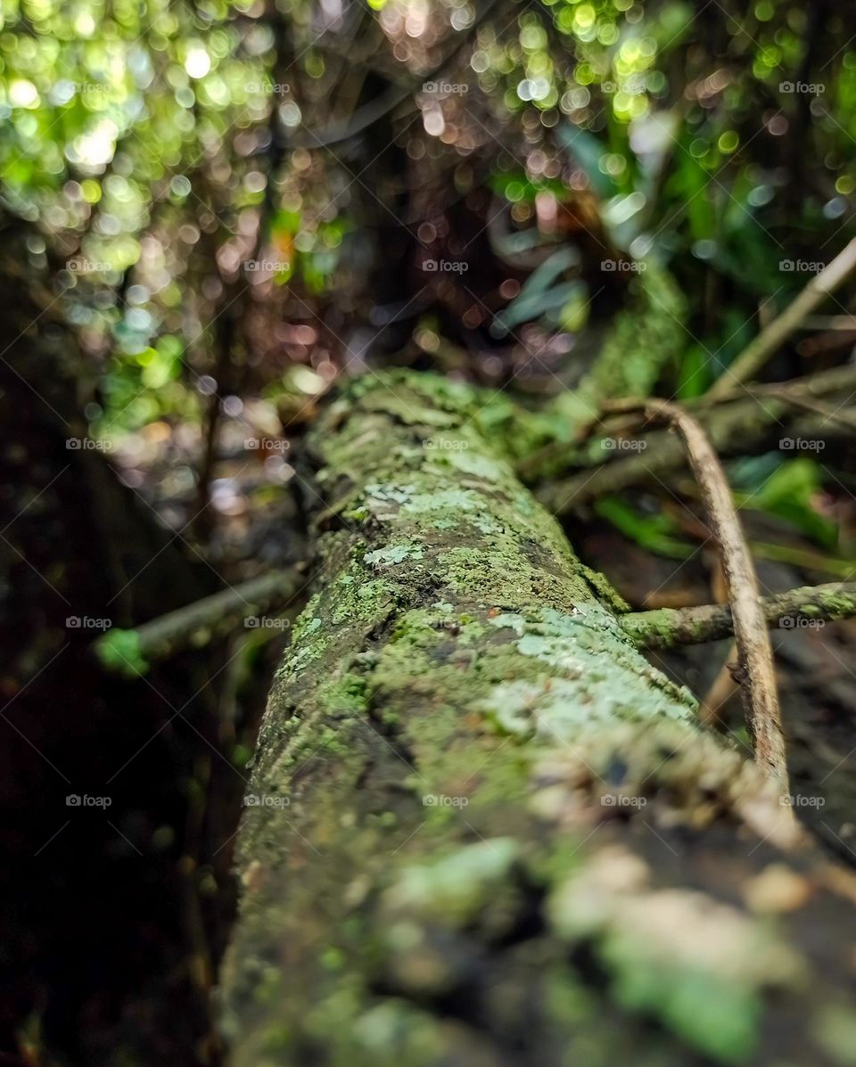 tree branch with moss in a wet forest
