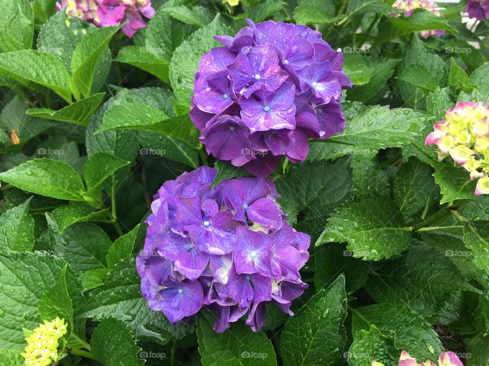 Purple Hydrangeas 