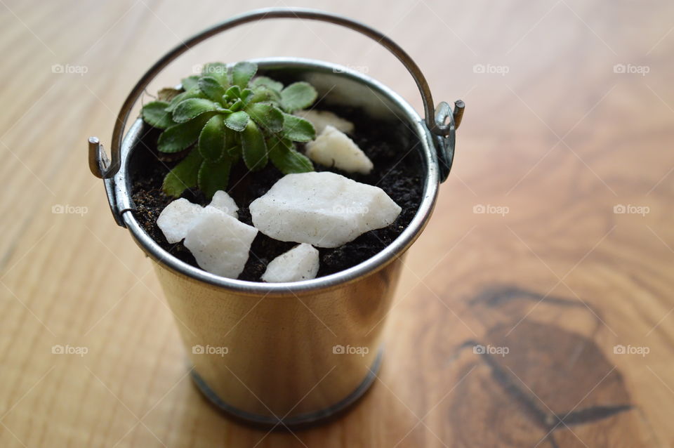 HOUSE PLANT IN POT