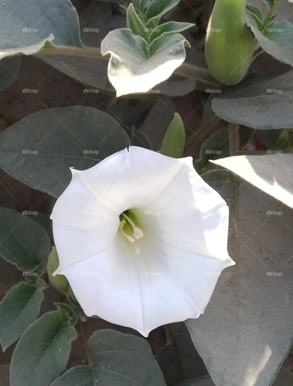 the Datura Flower white in colour looks very beautiful generally found everywhere fresh seasonal very poisonous species