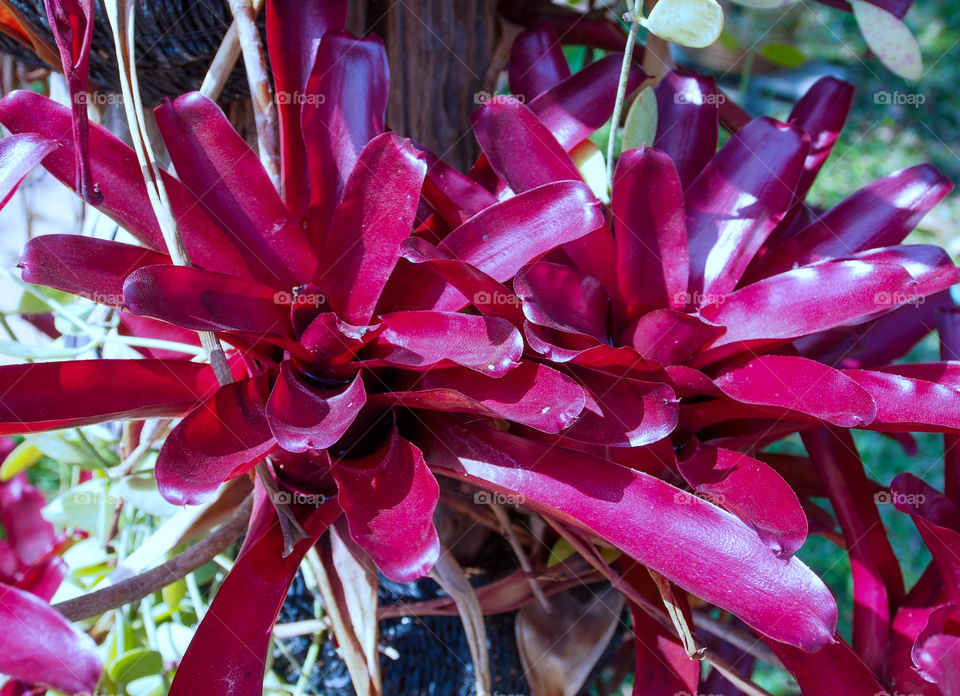 Beautiful red plants